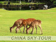 奈良–奈良公園 | 中天 ~ 大阪山中祕境