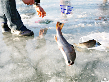 時尚韓國【雪戀冰釣韓國滑雪去】冬季冰上慶典釣鱒魚、滑雪場滑雪、魚飛溪谷冰川、益善洞韓屋村、首爾明洞五天《不走人蔘店+保肝店》【德威航空、松山出發】