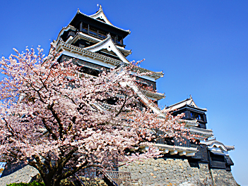 【精緻日本旅遊】熊愛粉色櫻調～賞櫻百選岡城跡、櫻花廊、採草莓、三大蟹溫泉五日（大分岡城跡、熊本城、柳川遊船、宇佐神宮、海之中道海濱公園）【星宇航空．台中/熊本】