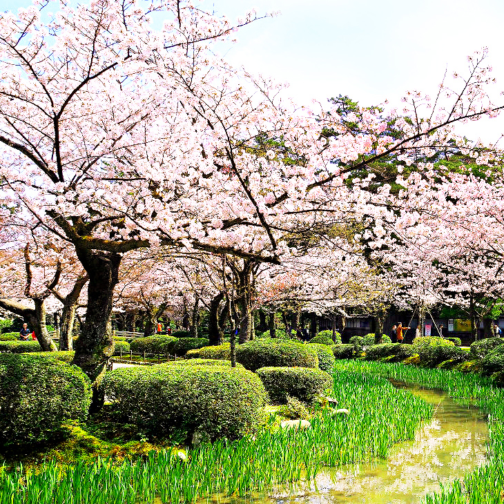 石川縣 / 兼六園