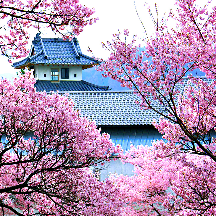 長野縣 / 高遠城址公園