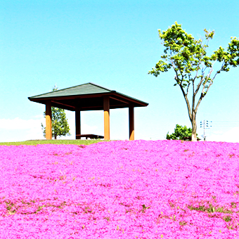 網走郡 / 東藻琴芝櫻公園