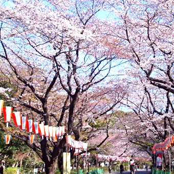 東京都 / 上野恩賜公園