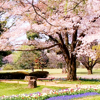 東京都 / 國營昭和紀念公園