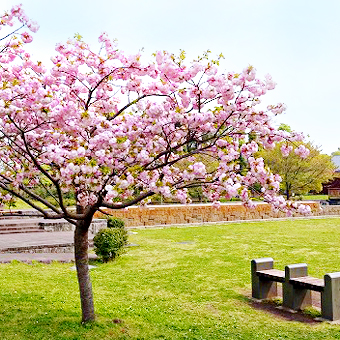 熊本縣 / 水前寺成趣園