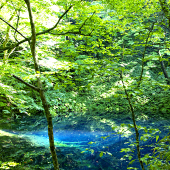 東北 / 白神山地．十二湖