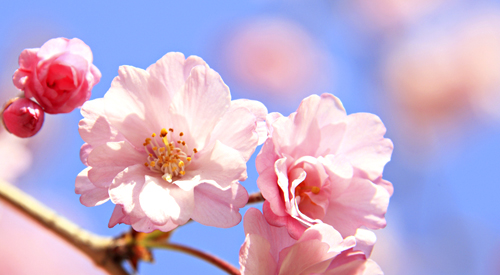 🌸 JP｜日本