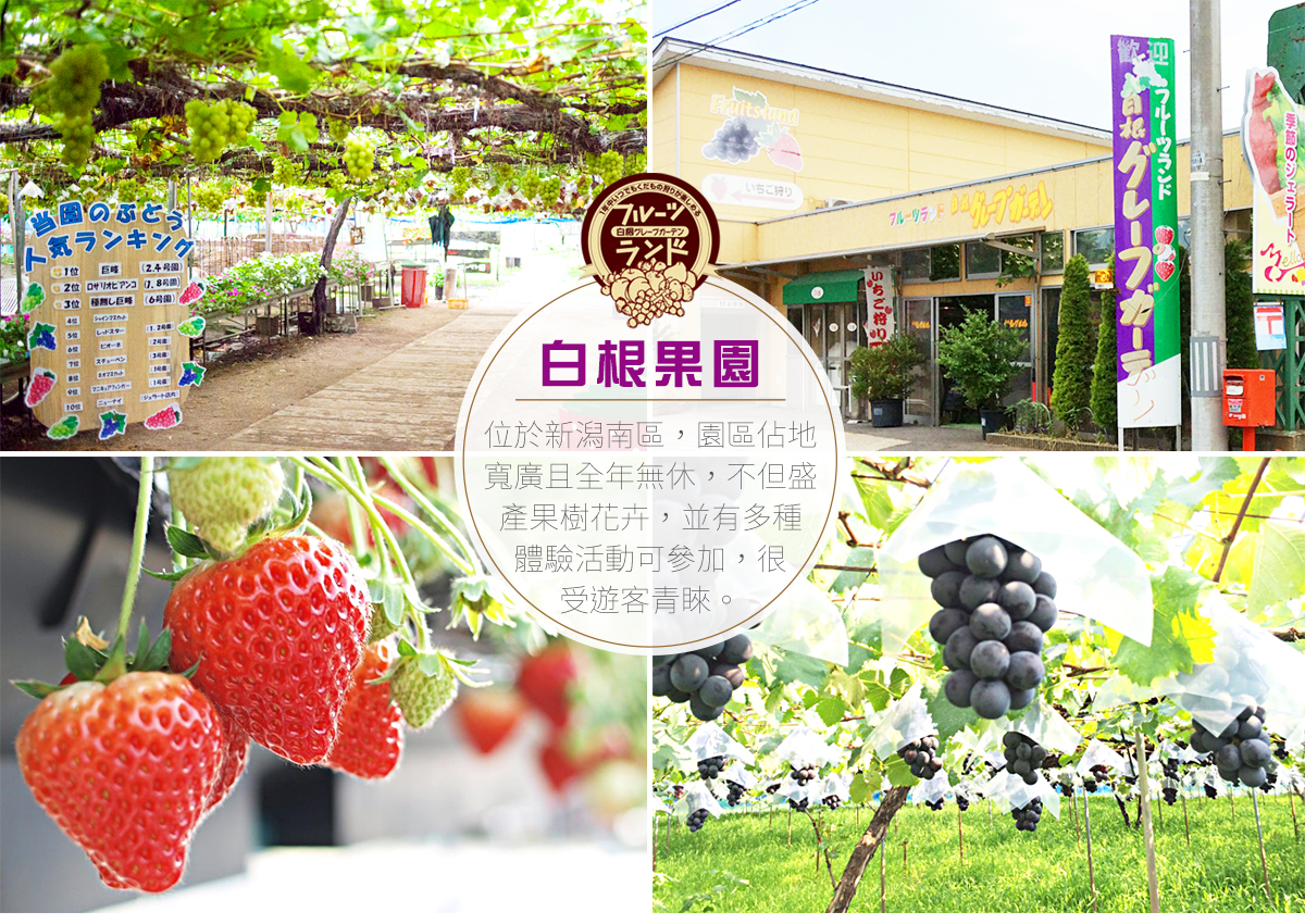 日本旅情 新潟傳奇 越後新潟 賞花限定 新發田市櫻花健走 夕陽百選四日 日本旅情 新潟傳奇 越後新潟 賞花限定 新發田市櫻花健走 夕陽百選四日